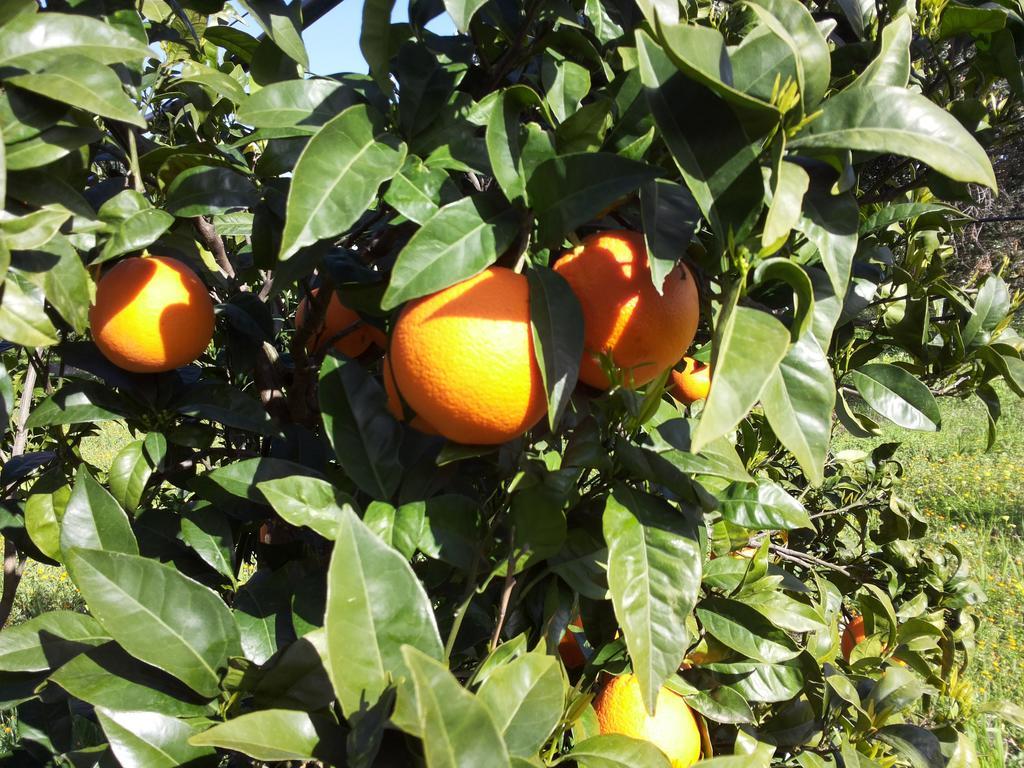 Agriturismo - B&B "La Funicolare" Francavilla Marittima Ngoại thất bức ảnh