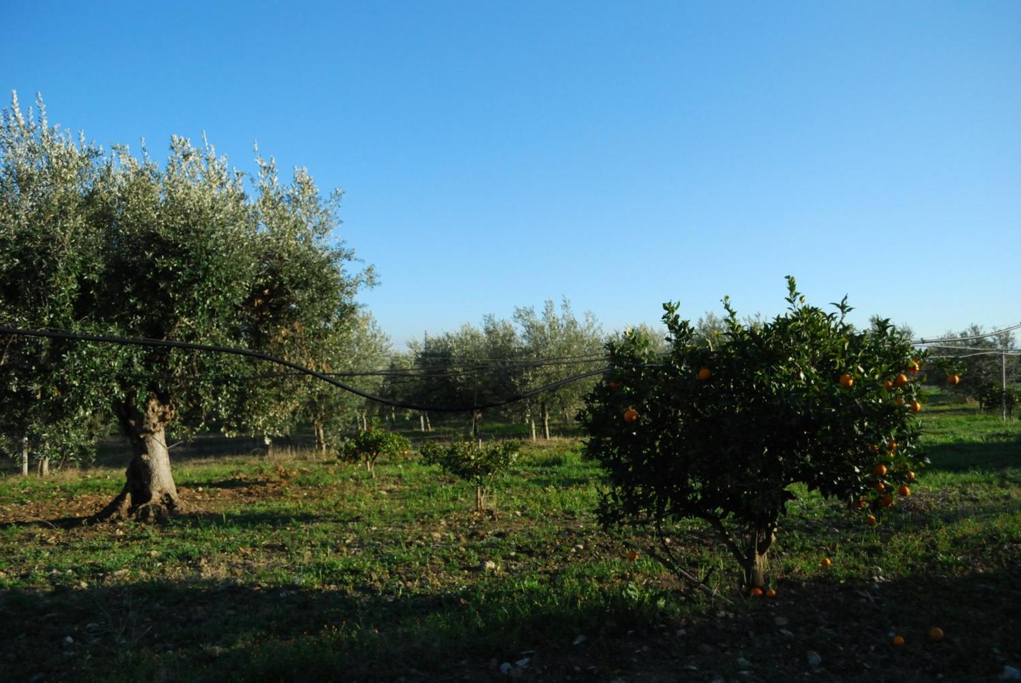 Agriturismo - B&B "La Funicolare" Francavilla Marittima Ngoại thất bức ảnh