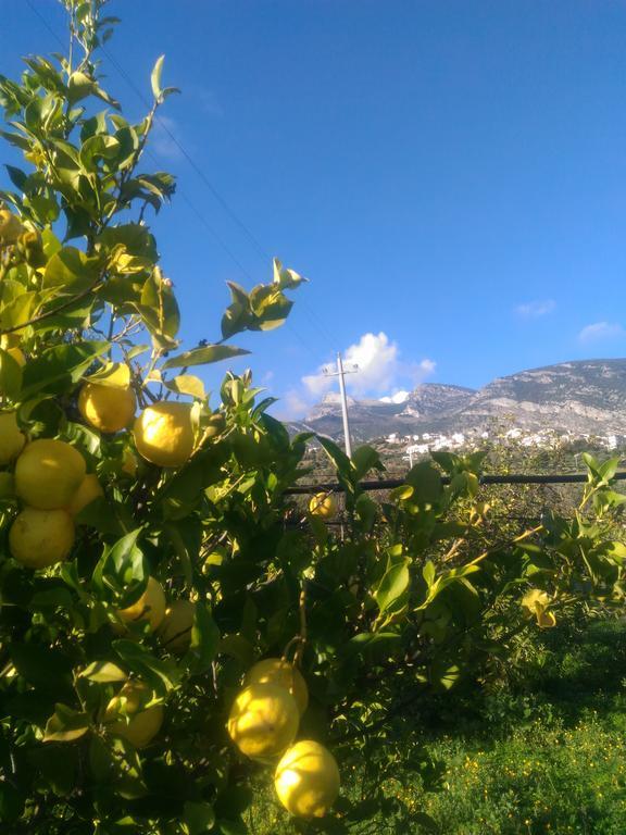 Agriturismo - B&B "La Funicolare" Francavilla Marittima Ngoại thất bức ảnh